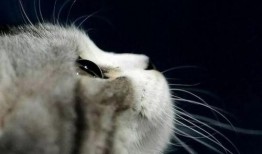 猫咪再见娱乐吃瓜酱,揭秘娱乐圈幕后趣闻